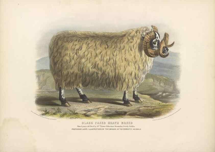 Reproducción/Reproduction 48230802942: The breeds of the domestic animals of the British Islands /. London, England :Longman, Orme, Brown, Green, and Longmans,1842.. 