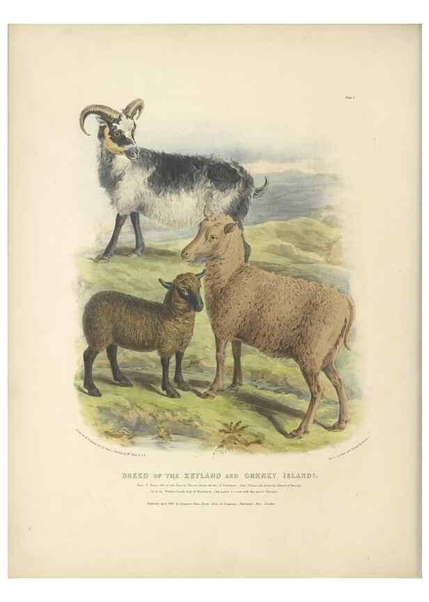Reproducción/Reproduction 48230836547: The breeds of the domestic animals of the British Islands /. London, England :Longman, Orme, Brown, Green, and Longmans,1842.. 