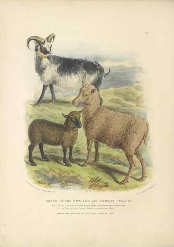 Reproducción/Reproduction 48230836547: The breeds of the domestic animals of the British Islands /. London, England :Longman, Orme, Brown, Green, and Longmans,1842.. 
