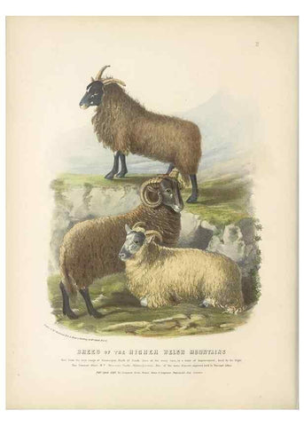 Reproducción/Reproduction 48230766601: The breeds of the domestic animals of the British Islands /. London, England :Longman, Orme, Brown, Green, and Longmans,1842.. 