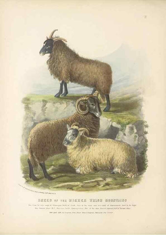 Reproducción/Reproduction 48230766601: The breeds of the domestic animals of the British Islands /. London, England :Longman, Orme, Brown, Green, and Longmans,1842.. 