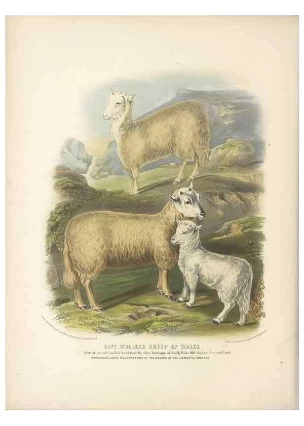 Reproducción/Reproduction 48230837492: The breeds of the domestic animals of the British Islands /. London, England :Longman, Orme, Brown, Green, and Longmans,1842.. 