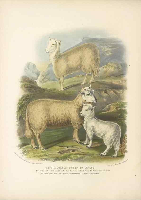 Reproducción/Reproduction 48230837492: The breeds of the domestic animals of the British Islands /. London, England :Longman, Orme, Brown, Green, and Longmans,1842.. 