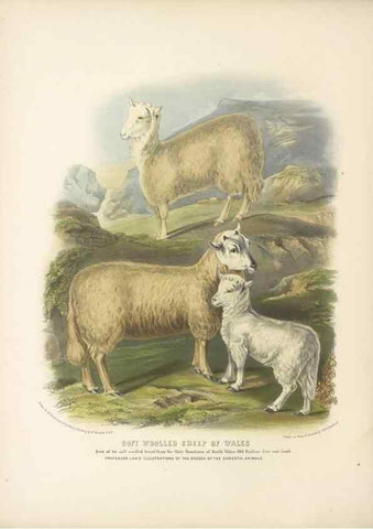 Reproducción/Reproduction 48230837492: The breeds of the domestic animals of the British Islands /. London, England :Longman, Orme, Brown, Green, and Longmans,1842.. 