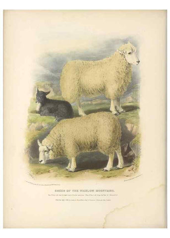 Reproducción/Reproduction 48230837917: The breeds of the domestic animals of the British Islands /. London, England :Longman, Orme, Brown, Green, and Longmans,1842.. 
