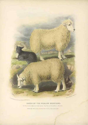 Reproducción/Reproduction 48230837917: The breeds of the domestic animals of the British Islands /. London, England :Longman, Orme, Brown, Green, and Longmans,1842.. 