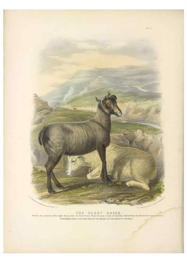 Reproducción/Reproduction 48230838357: The breeds of the domestic animals of the British Islands /. London, England :Longman, Orme, Brown, Green, and Longmans,1842.. 