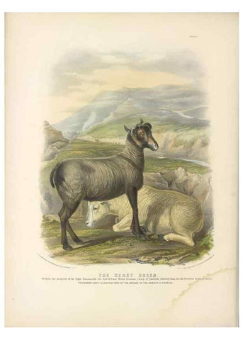 Reproducción/Reproduction 48230838357: The breeds of the domestic animals of the British Islands /. London, England :Longman, Orme, Brown, Green, and Longmans,1842.. 