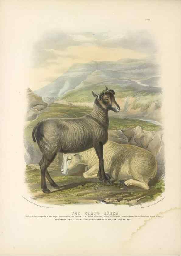 Reproducción/Reproduction 48230838357: The breeds of the domestic animals of the British Islands /. London, England :Longman, Orme, Brown, Green, and Longmans,1842.. 