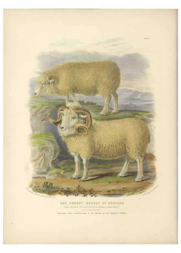 Reproducción/Reproduction 48230768176: The breeds of the domestic animals of the British Islands /. London, England :Longman, Orme, Brown, Green, and Longmans,1842.. 