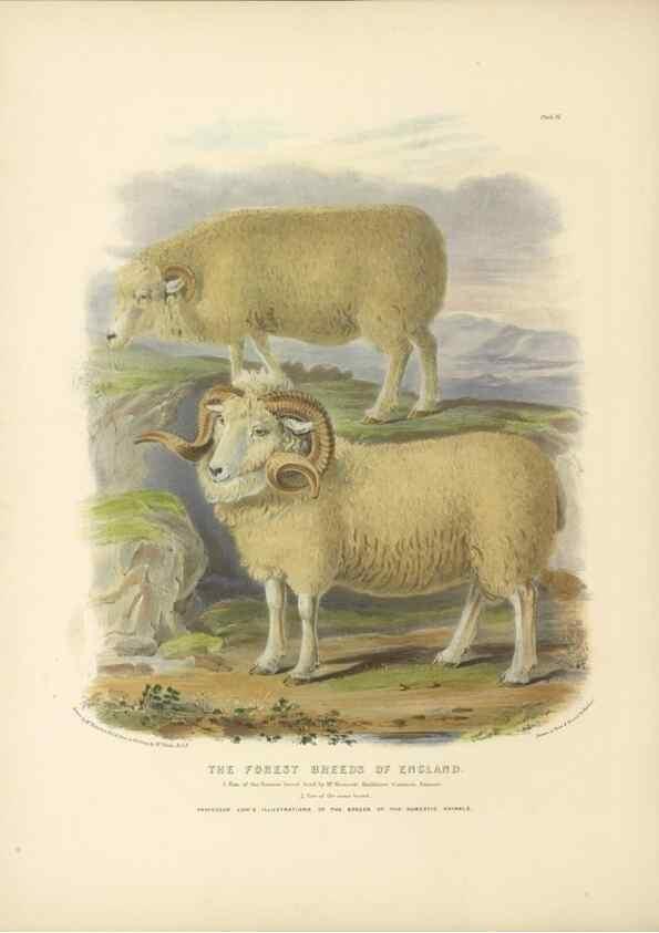 Reproducción/Reproduction 48230768176: The breeds of the domestic animals of the British Islands /. London, England :Longman, Orme, Brown, Green, and Longmans,1842.. 