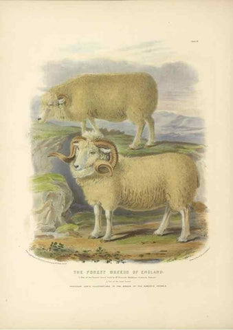 Reproducción/Reproduction 48230768176: The breeds of the domestic animals of the British Islands /. London, England :Longman, Orme, Brown, Green, and Longmans,1842.. 