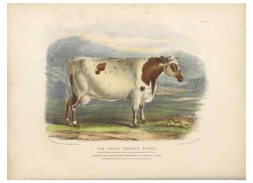Reproducción/Reproduction 48230802177: The breeds of the domestic animals of the British Islands /. London, England :Longman, Orme, Brown, Green, and Longmans,1842.. 
