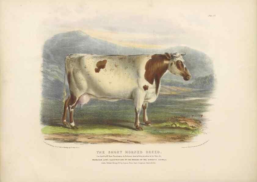 Reproducción/Reproduction 48230802177: The breeds of the domestic animals of the British Islands /. London, England :Longman, Orme, Brown, Green, and Longmans,1842.. 