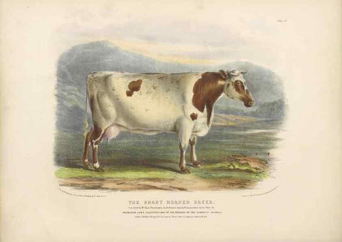 Reproducción/Reproduction 48230802177: The breeds of the domestic animals of the British Islands /. London, England :Longman, Orme, Brown, Green, and Longmans,1842.. 