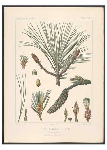 Reproducción/Reproduction 48307416687: Iconographie des conifères /. Paris :Librairie des sciences naturelles :[1912-1914].. 