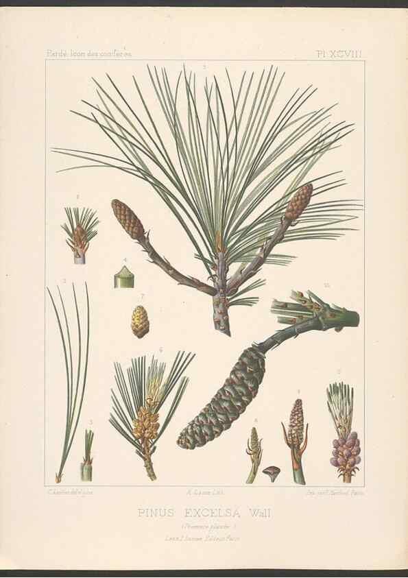 Reproducción/Reproduction 48307416687: Iconographie des conifères /. Paris :Librairie des sciences naturelles :[1912-1914].. 