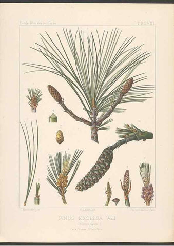Reproducción/Reproduction 48307416687: Iconographie des conifères /. Paris :Librairie des sciences naturelles :[1912-1914].. 