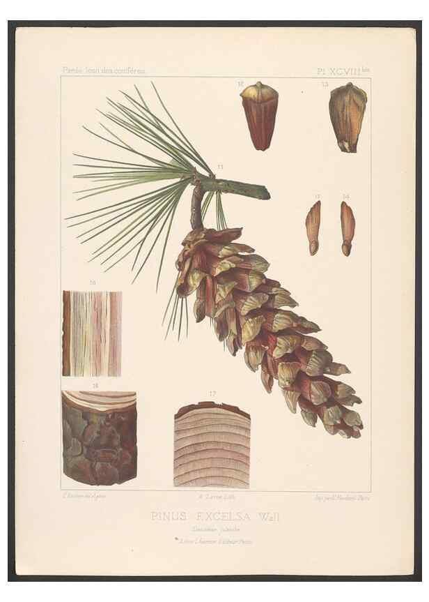 Reproducción/Reproduction 48307417257: Iconographie des conifères /. Paris :Librairie des sciences naturelles :[1912-1914].. 