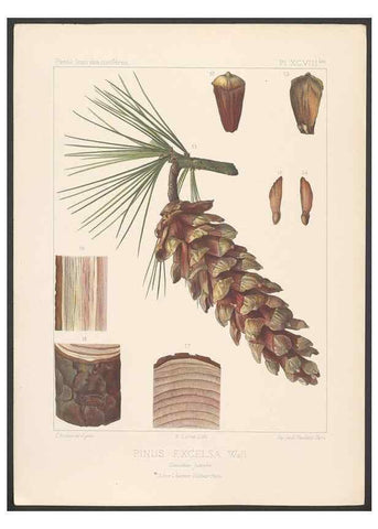 Reproducción/Reproduction 48307417257: Iconographie des conifères /. Paris :Librairie des sciences naturelles :[1912-1914].. 