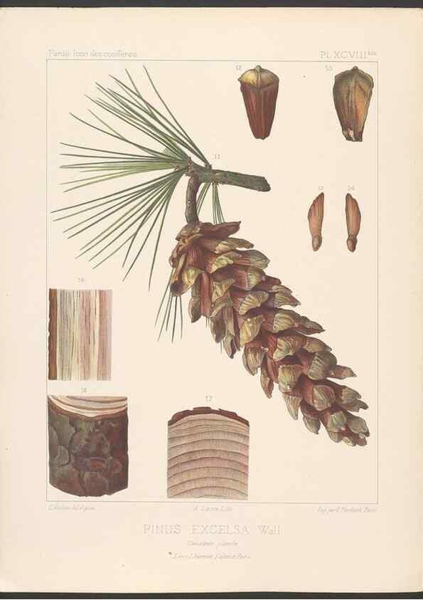 Reproducción/Reproduction 48307417257: Iconographie des conifères /. Paris :Librairie des sciences naturelles :[1912-1914].. 