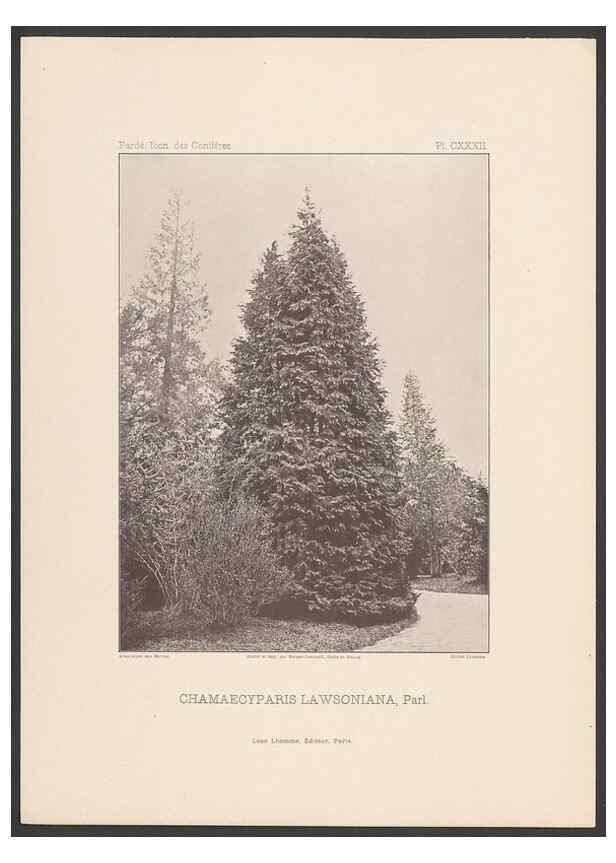 Reproducción/Reproduction 48307304006: Iconographie des conifères /. Paris :Librairie des sciences naturelles :[1912-1914].. 