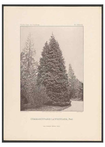 Reproducción/Reproduction 48307304006: Iconographie des conifères /. Paris :Librairie des sciences naturelles :[1912-1914].. 