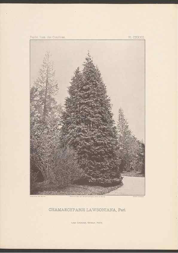 Reproducción/Reproduction 48307304006: Iconographie des conifères /. Paris :Librairie des sciences naturelles :[1912-1914].. 