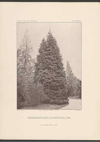 Reproducción/Reproduction 48307304006: Iconographie des conifères /. Paris :Librairie des sciences naturelles :[1912-1914].. 