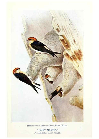 Reproducción/Reproduction 48307566676: Some useful Australian birds /. Sydney :W.A. Gullick, Govt. Printer,1921.. 