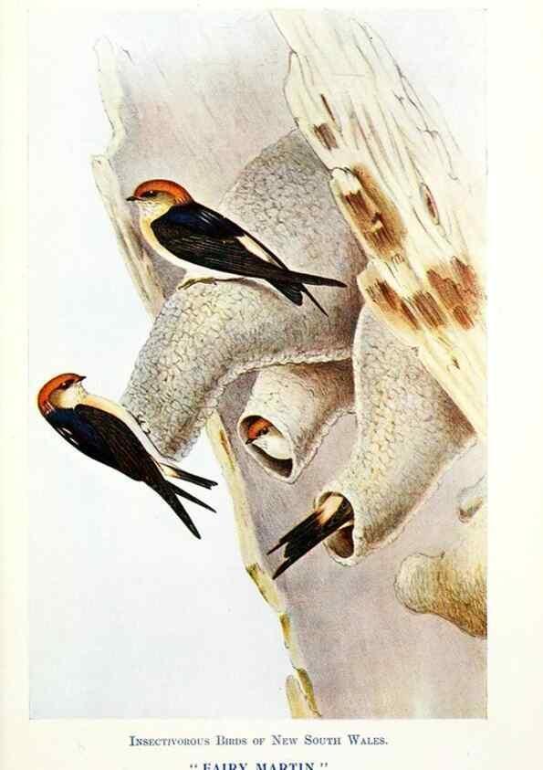 Reproducción/Reproduction 48307566676: Some useful Australian birds /. Sydney :W.A. Gullick, Govt. Printer,1921.. 