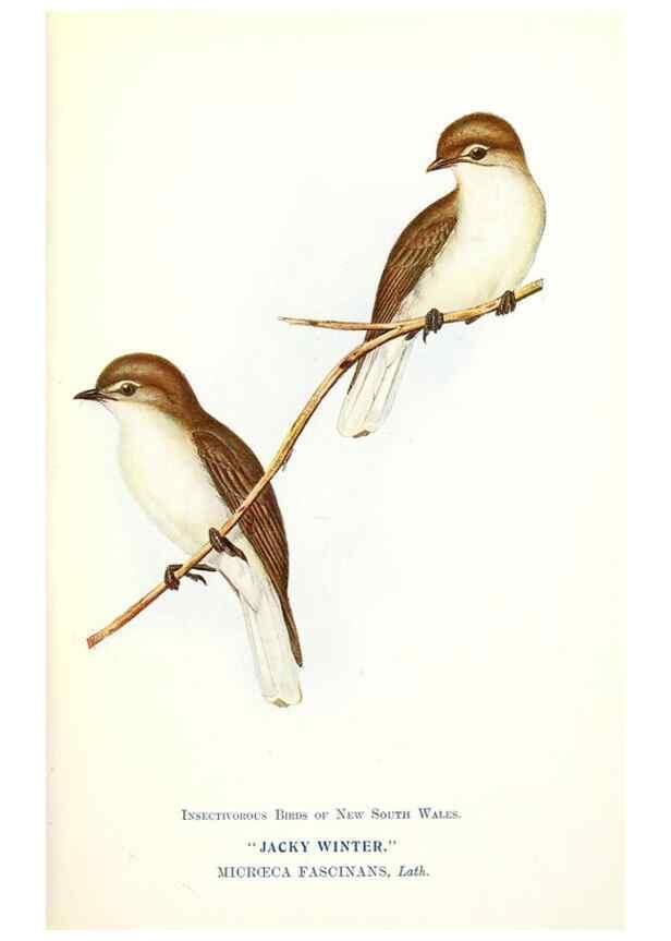 Reproducción/Reproduction 48307567191: Some useful Australian birds /. Sydney :W.A. Gullick, Govt. Printer,1921.. 