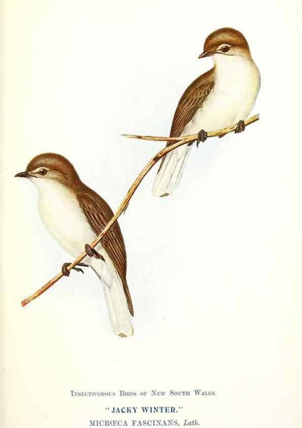 Reproducción/Reproduction 48307567191: Some useful Australian birds /. Sydney :W.A. Gullick, Govt. Printer,1921.. 