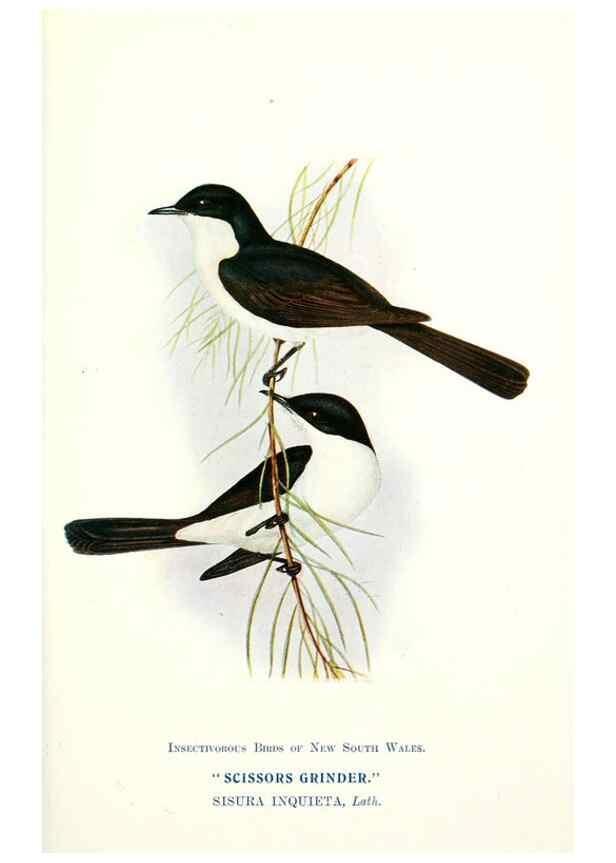 Reproducción/Reproduction 48307679612: Some useful Australian birds /. Sydney :W.A. Gullick, Govt. Printer,1921.. 