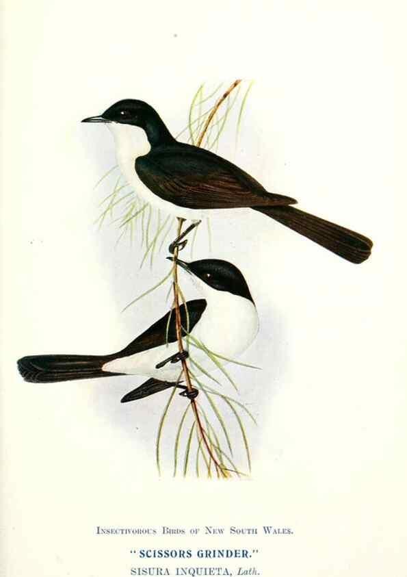 Reproducción/Reproduction 48307679612: Some useful Australian birds /. Sydney :W.A. Gullick, Govt. Printer,1921.. 