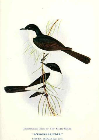 Reproducción/Reproduction 48307679612: Some useful Australian birds /. Sydney :W.A. Gullick, Govt. Printer,1921.. 