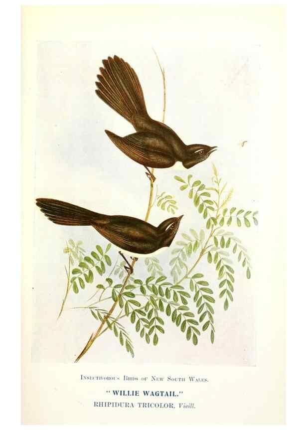 Reproducción/Reproduction 48307680297: Some useful Australian birds /. Sydney :W.A. Gullick, Govt. Printer,1921.. 