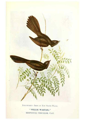 Reproducción/Reproduction 48307680297: Some useful Australian birds /. Sydney :W.A. Gullick, Govt. Printer,1921.. 