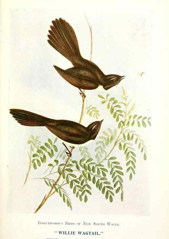 Reproducción/Reproduction 48307680297: Some useful Australian birds /. Sydney :W.A. Gullick, Govt. Printer,1921.. 