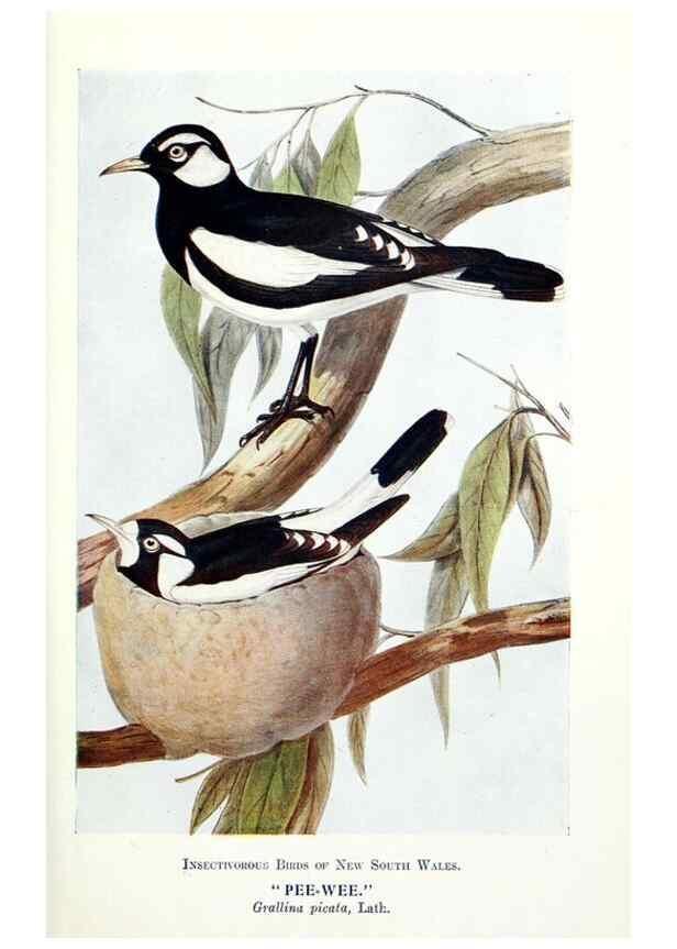 Reproducción/Reproduction 48307680972: Some useful Australian birds /. Sydney :W.A. Gullick, Govt. Printer,1921.. 
