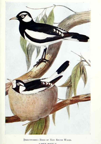 Reproducción/Reproduction 48307680972: Some useful Australian birds /. Sydney :W.A. Gullick, Govt. Printer,1921.. 
