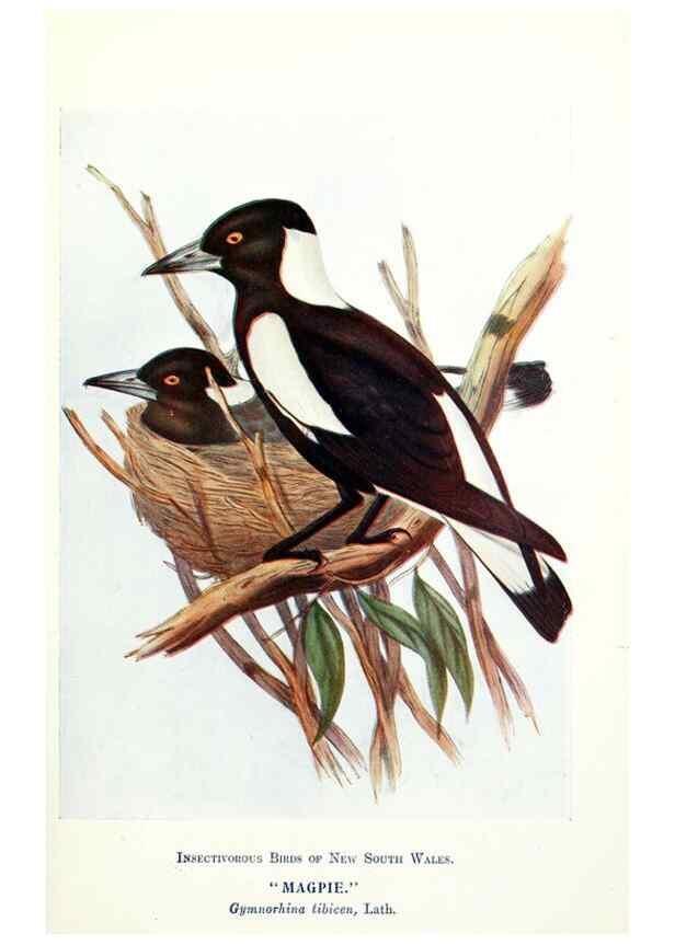 Reproducción/Reproduction 48307569286: Some useful Australian birds /. Sydney :W.A. Gullick, Govt. Printer,1921.. 