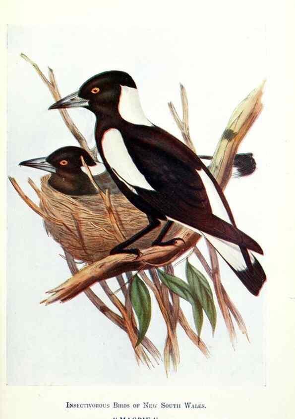 Reproducción/Reproduction 48307569286: Some useful Australian birds /. Sydney :W.A. Gullick, Govt. Printer,1921.. 