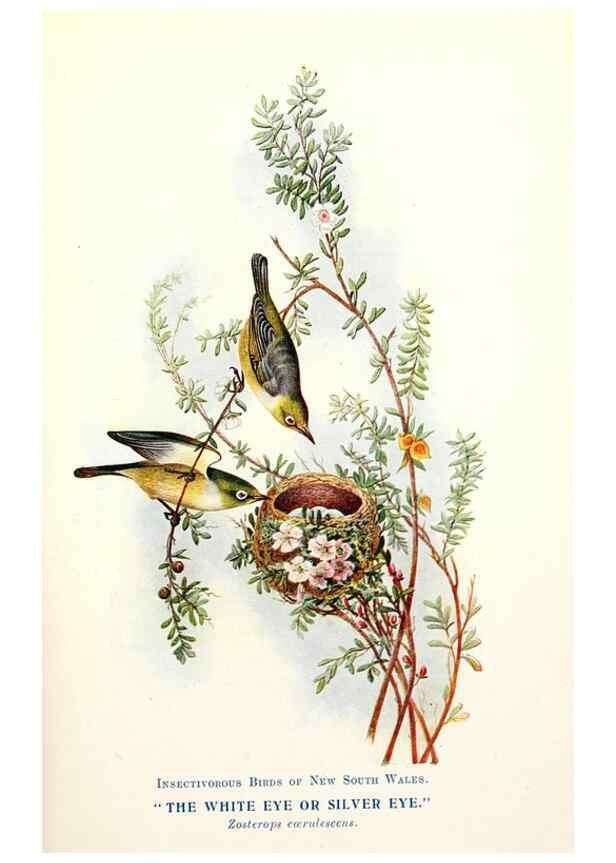 Reproducción/Reproduction 48307681942: Some useful Australian birds /. Sydney :W.A. Gullick, Govt. Printer,1921.. 