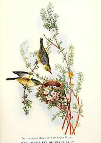 Reproducción/Reproduction 48307681942: Some useful Australian birds /. Sydney :W.A. Gullick, Govt. Printer,1921.. 