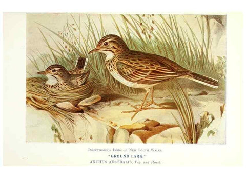 Reproducción/Reproduction 48307682502: Some useful Australian birds /. Sydney :W.A. Gullick, Govt. Printer,1921.. 