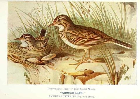 Reproducción/Reproduction 48307682502: Some useful Australian birds /. Sydney :W.A. Gullick, Govt. Printer,1921.. 