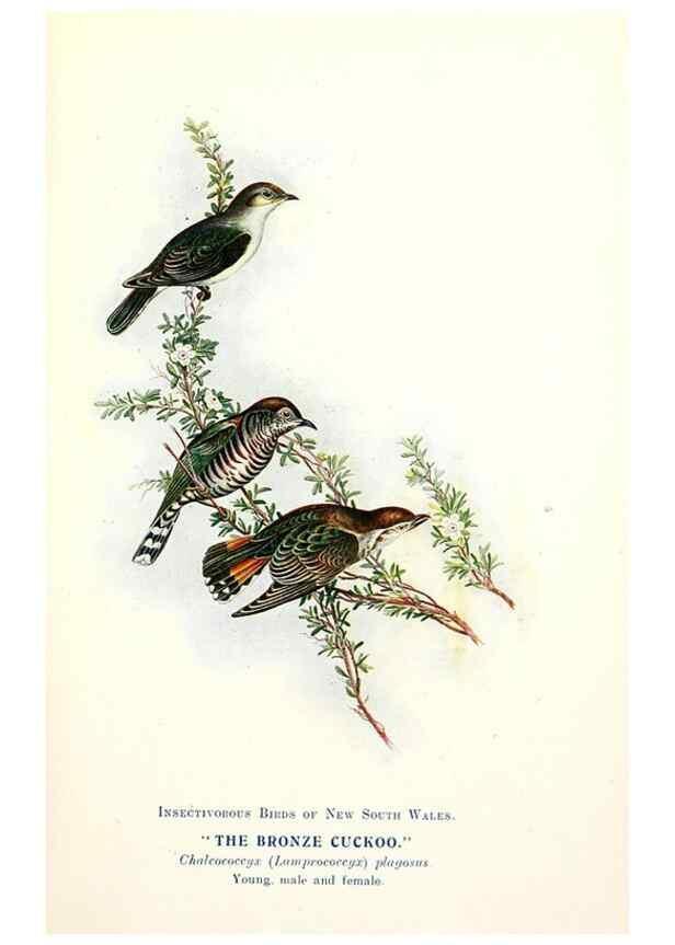Reproducción/Reproduction 48307570811: Some useful Australian birds /. Sydney :W.A. Gullick, Govt. Printer,1921.. 