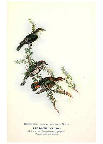 Reproducción/Reproduction 48307570811: Some useful Australian birds /. Sydney :W.A. Gullick, Govt. Printer,1921.. 