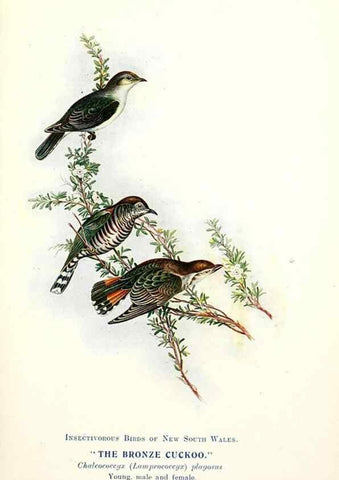 Reproducción/Reproduction 48307570811: Some useful Australian birds /. Sydney :W.A. Gullick, Govt. Printer,1921.. 